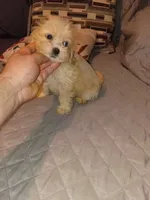 Kiara , a female Maltese and Poodle - Toy  for sale in Bronx, NY – 2 of 7