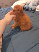 Mateo , a male Poodle - Toy  for sale in Bronx, NY – 6 of 6