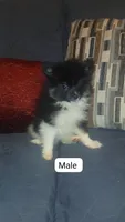 Dana y  sponky , a female Pomeranian for sale in Bronx, NY – 8 of 10