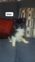 Dana y  sponky , a female Pomeranian for sale in Bronx, NY – 7 of 10