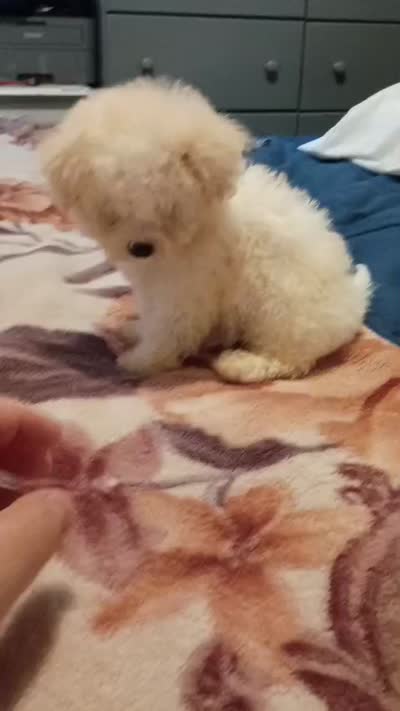 Jessy , a female Poodle - Toy  for sale in Bronx, NY – 7 of 7
