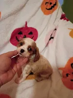 Caramelo y Valentina , a female Cavalier King Charles Spaniel for sale in Bronx, NY – 5 of 9