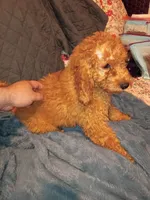 Punky , a male Poodle - Toy  and Poodle - Miniature  for sale in Bronx, NY – 1 of 5