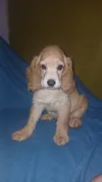 Stitch, a male Cocker Spaniel for sale in Bronx, NY – 2 of 7