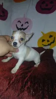 Chloe y Stuart , a female Chihuahua for sale in Bronx, NY – 5 of 10
