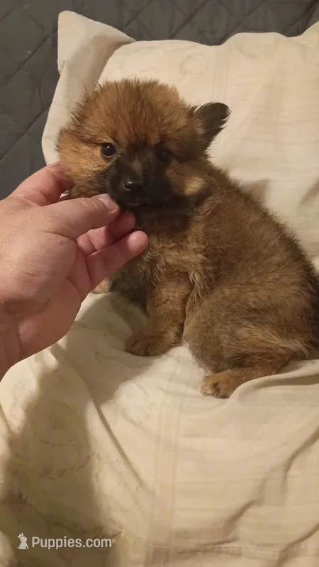 Rossy – Pomeranian puppy for sale in Bronx, NY