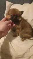 Rossy, a female Pomeranian for sale in Bronx, NY – 1 of 7