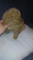 Molly , a female Poodle - Toy  for sale in Bronx, NY – 10 of 10