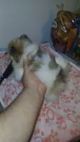 Balentina y Sofía , a female Pomeranian for sale in Bronx, NY – 5 of 10