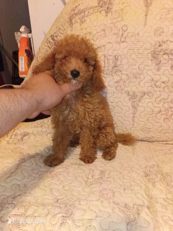 Valentino  – Poodle - Toy  puppy for sale in Bronx, NY