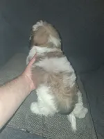 Balentina y Sofía , a female Shih Tzu for sale in Bronx, NY – 5 of 10