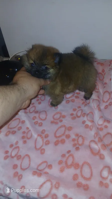 Balentina y Sofía  – Pomeranian puppy for sale in Bronx, NY