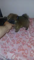Balentina y Sofía , a female Pomeranian for sale in Bronx, NY – 1 of 10