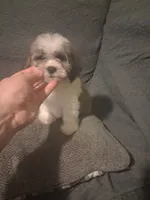 Balentina y Sofía , a female Shih Tzu for sale in Bronx, NY – 7 of 10