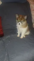 Melody , a female Pomeranian for sale in Bronx, NY – 3 of 6