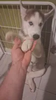 Togo , a male Siberian Husky and Alaskan Husky for sale in Bronx, NY – 3 of 5