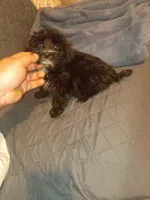 Toby , a male Morkie for sale in Bronx, NY – 4 of 10