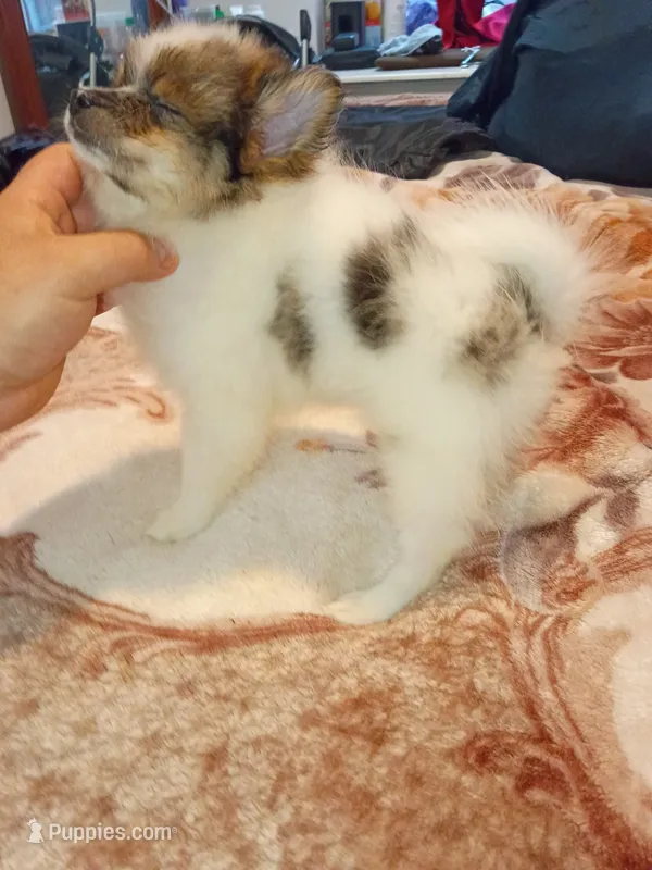Danna  – Pomeranian puppy for sale in Bronx, NY