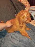 Punky , a male Poodle - Toy  and Poodle - Miniature  for sale in Bronx, NY – 2 of 5