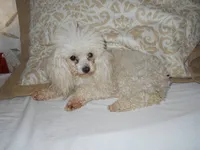 Jessy , a female Poodle - Toy  for sale in Bronx, NY – 5 of 7