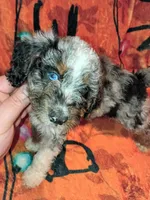 Toby y stuar, a male Poodle - Miniature  for sale in Bronx, NY – 5 of 7