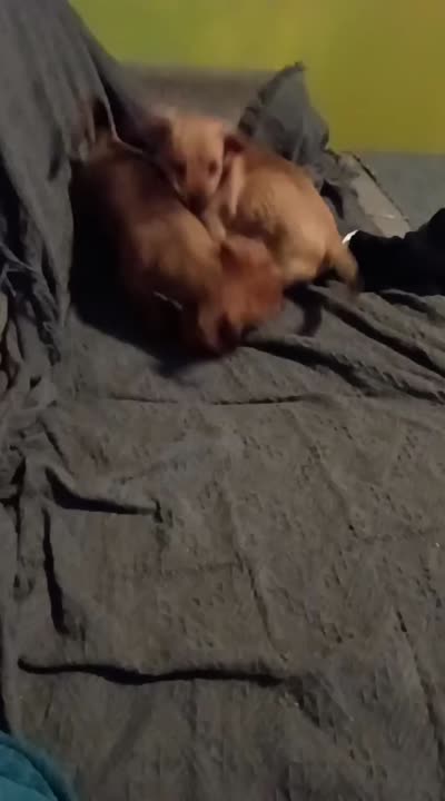 Valentina y caramelo , a female Dachshund for sale in Bronx, NY – 2 of 2