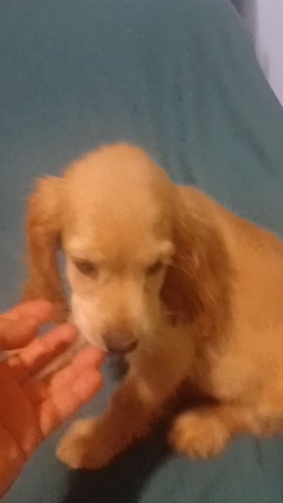Stitch, a male Cocker Spaniel for sale in Bronx, NY – 7 of 7