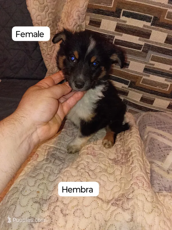 Danna  – Pomeranian, Pomsky puppy for sale in Bronx, NY