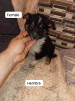 Danna , a female Pomeranian and Pomsky for sale in Bronx, NY – 1 of 8