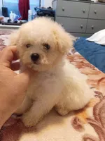 Jessy , a female Poodle - Toy  for sale in Bronx, NY – 3 of 7