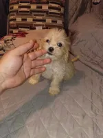 Kiara , a female Maltese and Poodle - Toy  for sale in Bronx, NY – 5 of 7