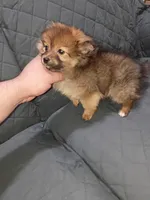 Lucas , a male Pomeranian for sale in Bronx, NY – Photo 3 of 4