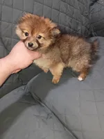 Lucas , a male Pomeranian for sale in Bronx, NY – Photo 2 of 4