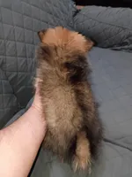 Lucas , a male Pomeranian for sale in Bronx, NY – Photo 4 of 4