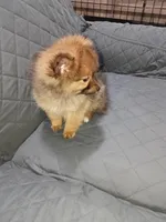 Lucas , a male Pomeranian for sale in Bronx, NY – Photo 1 of 4