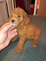 Mateo , a male Poodle - Toy  for sale in Bronx, NY – 3 of 5