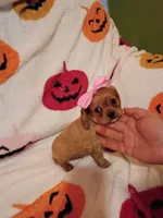 Caramelo y Valentina , a female Cavalier King Charles Spaniel for sale in Bronx, NY – 3 of 9