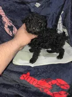 Milo , a male Poodle - Toy  for sale in Bronx, NY – Photo 6 of 10