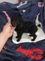 Milo , a male Poodle - Toy  for sale in Bronx, NY – Photo 1 of 10