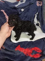 Milo , a male Poodle - Toy  for sale in Bronx, NY – Photo 10 of 10