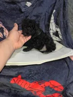 Milo , a male Poodle - Toy  for sale in Bronx, NY – Photo 4 of 10