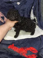 Milo , a male Poodle - Toy  for sale in Bronx, NY – Photo 9 of 10