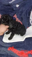 Milo , a male Poodle - Toy  for sale in Bronx, NY – Photo 2 of 10