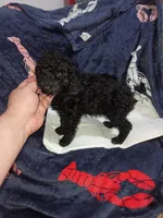 Milo , a male Poodle - Toy  for sale in Bronx, NY – Photo 7 of 10