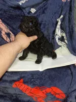 Milo , a male Poodle - Toy  for sale in Bronx, NY – Photo 5 of 10