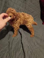 Caramelo , a male Poodle - Toy  for sale in Bronx, NY – 5 of 9