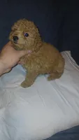 Molly , a female Poodle - Toy  for sale in Bronx, NY – 7 of 10
