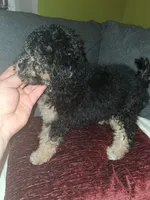 Dana , a female Poodle - Toy  for sale in Bronx, NY – 2 of 7