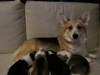 Thiara , a female Pembroke Welsh Corgi for sale in Bronx, NY – 10 of 10