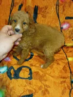Mía  y mateo , a female Poodle - Miniature  for sale in Bronx, NY – 2 of 6